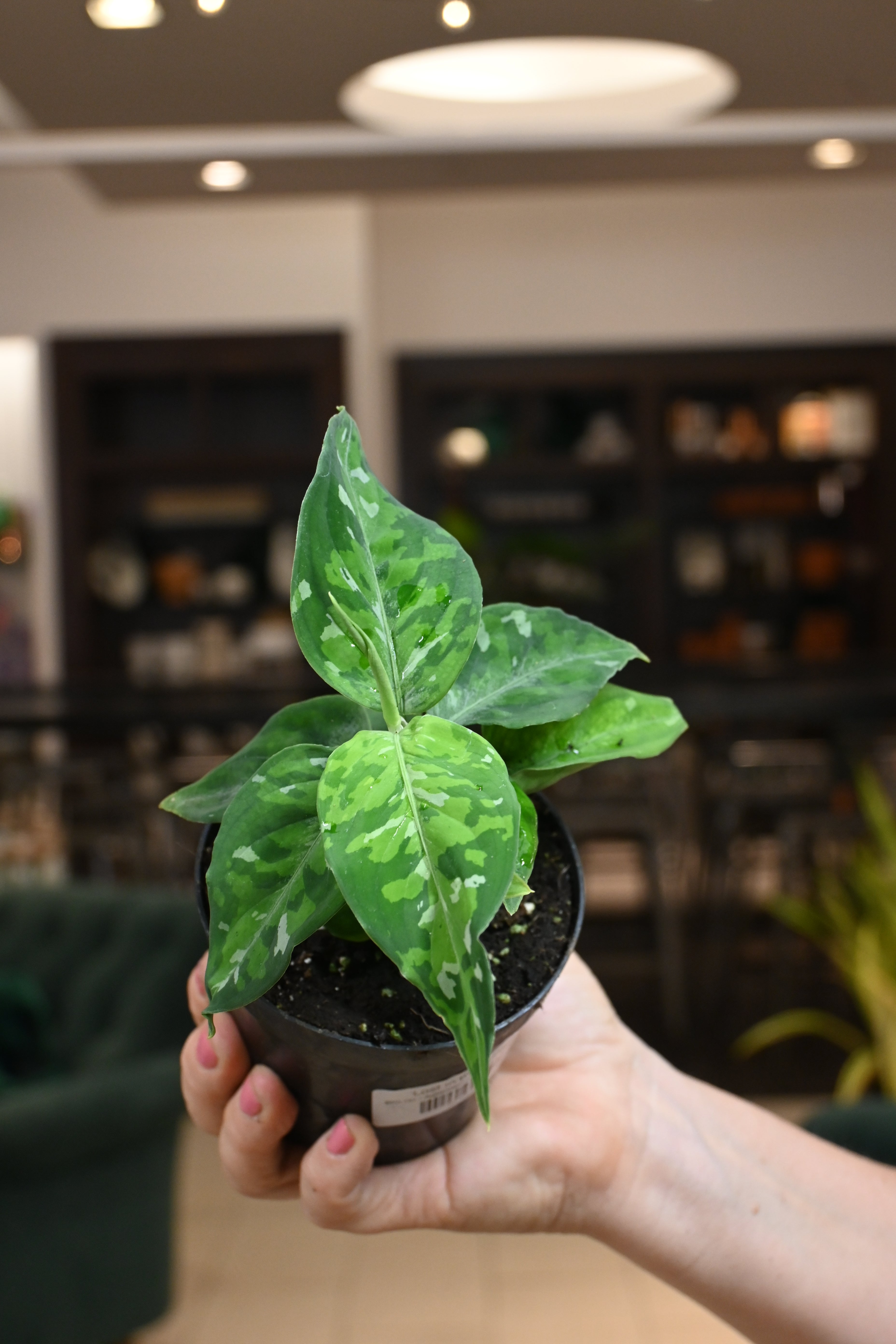 Aglaonema Pictum Tricolor