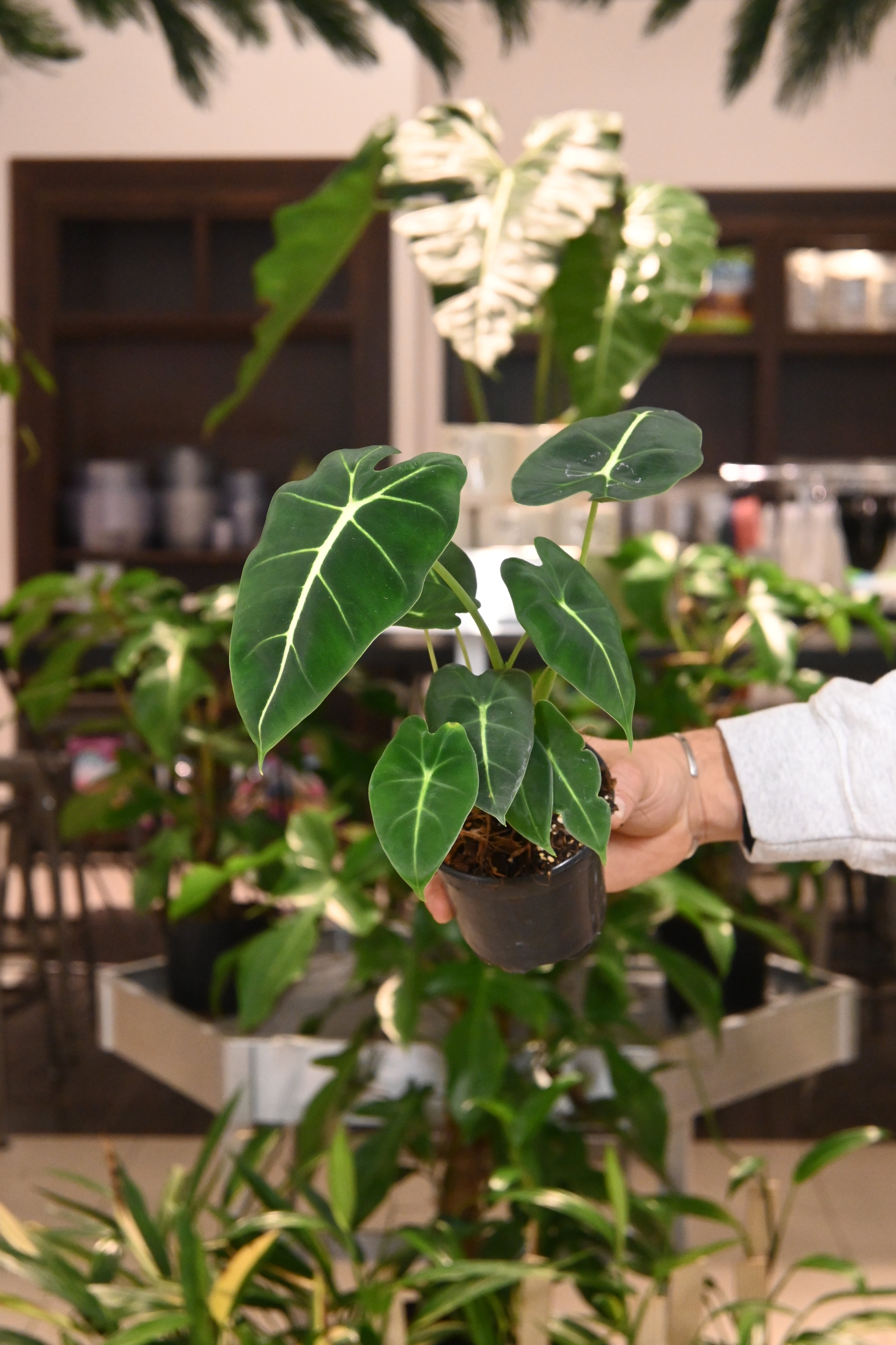 Alocasia Frydek - Forest Green