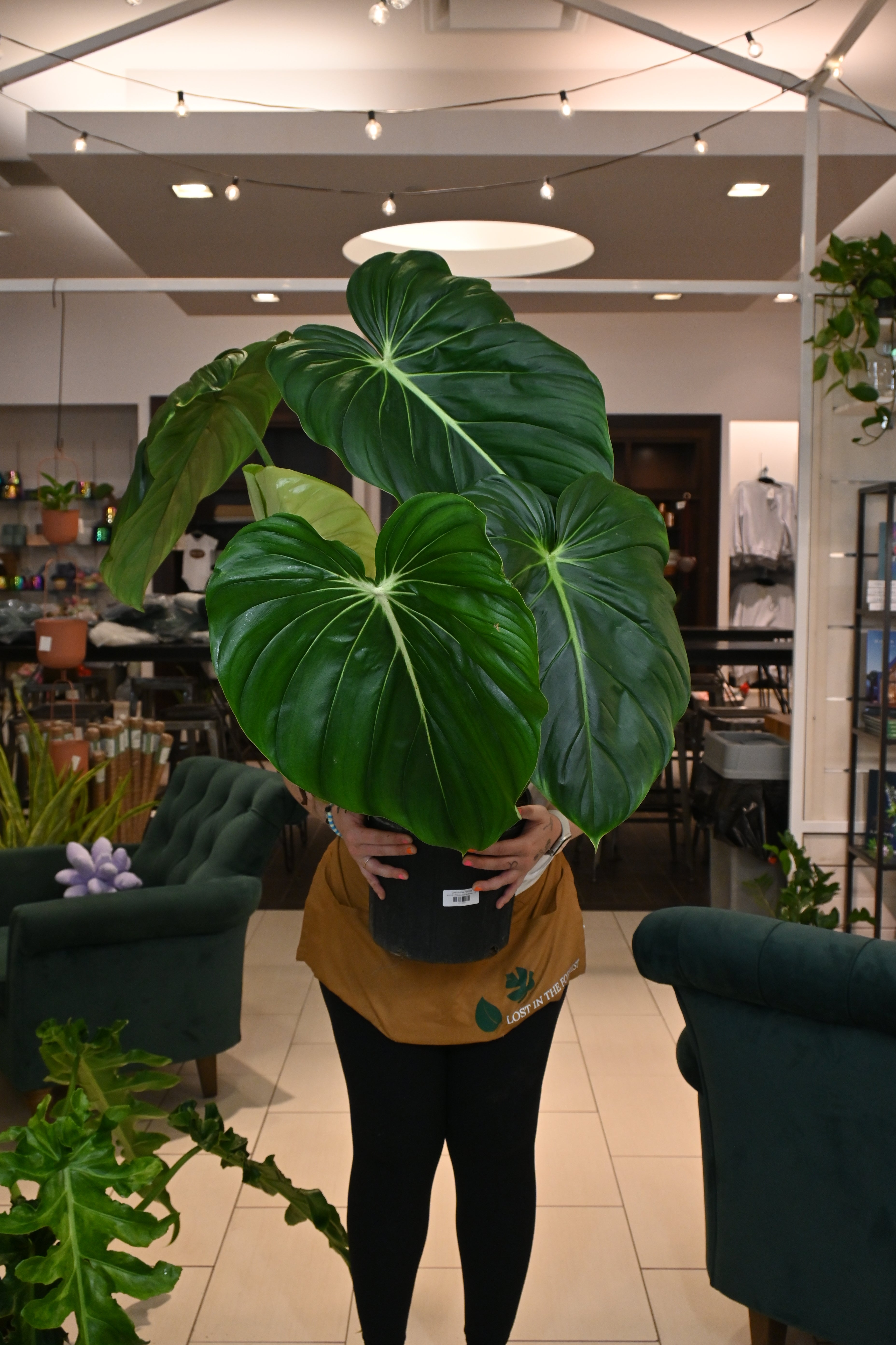 Philodendron McDowell deals