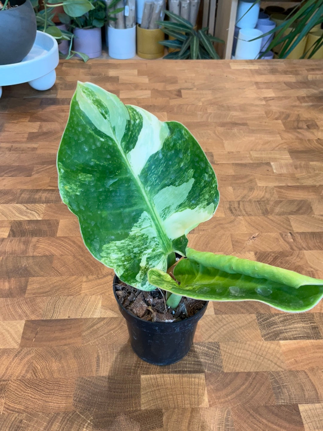 philodendron moonlight