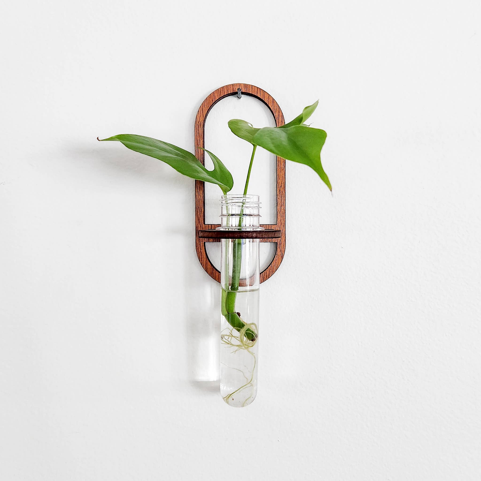 Wall Hanging Propagation Station - Oval Test Tube Holder – Lost in