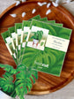 Mini Monstera Plant (10 Pop-up Greeting Cards)