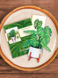 Mini Monstera Plant (10 Pop-up Greeting Cards)