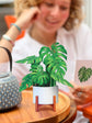 Mini Monstera Plant (10 Pop-up Greeting Cards)