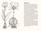 A Little Book of Flowers: Tulips