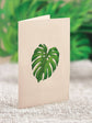 Mini Monstera Plant (10 Pop-up Greeting Cards)