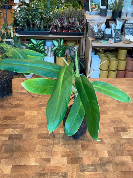 Philodendron Clarkei