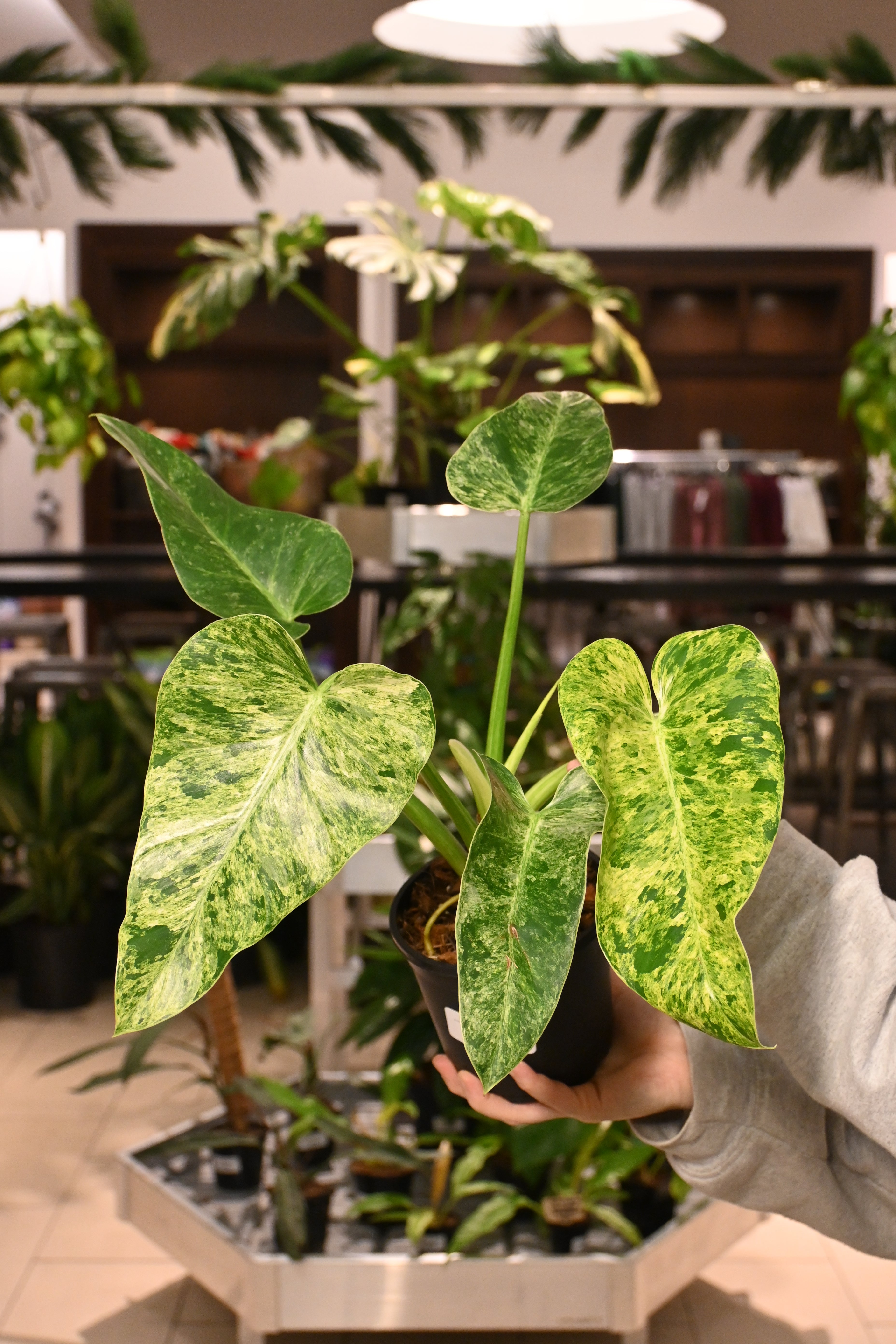 Philodendron Giganteum Blizzard