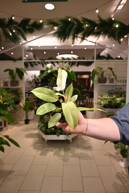 Philodendron Snowdrift