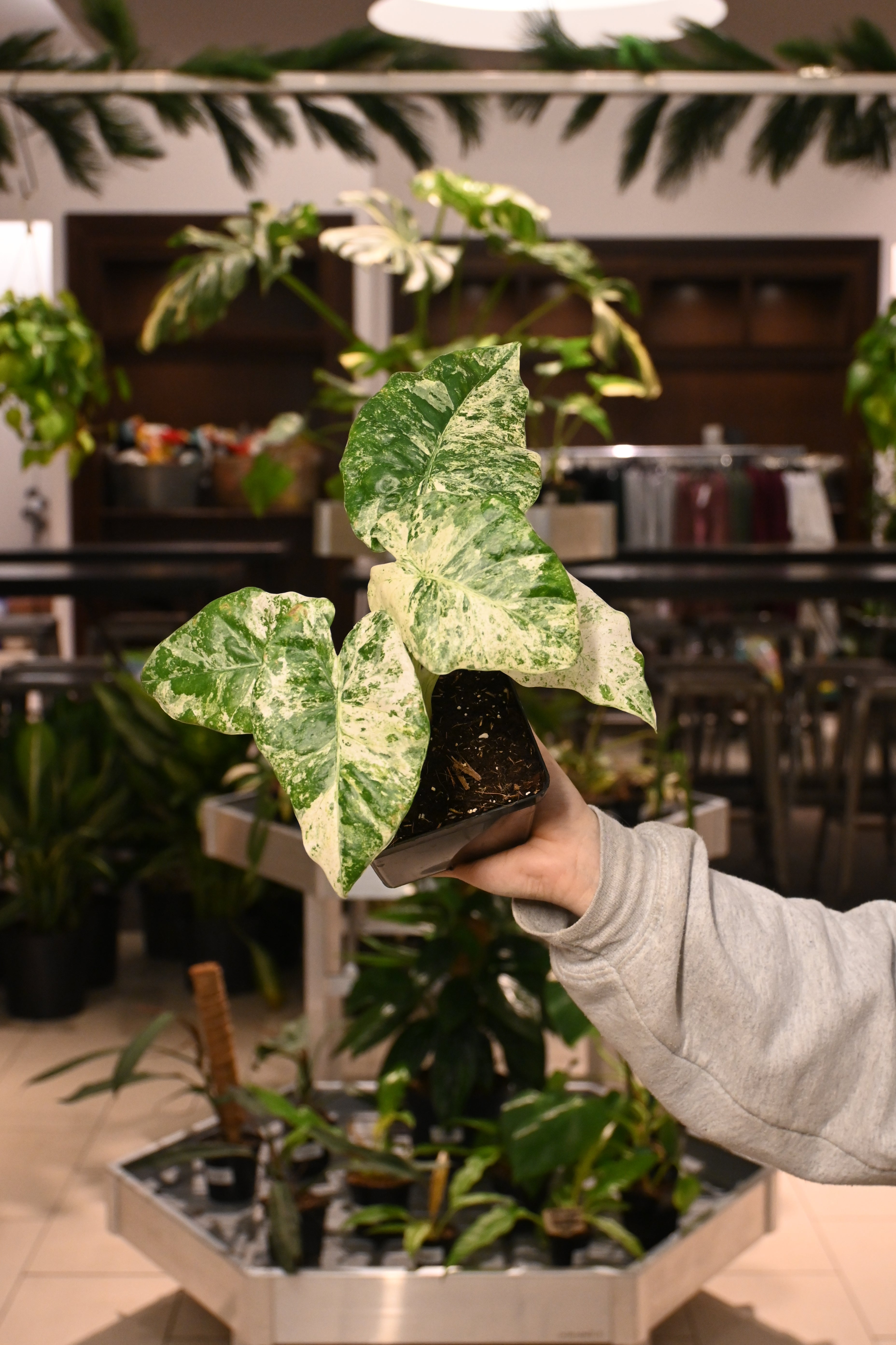 Alocasia Odora 'Batik' – Lost in the Forrest