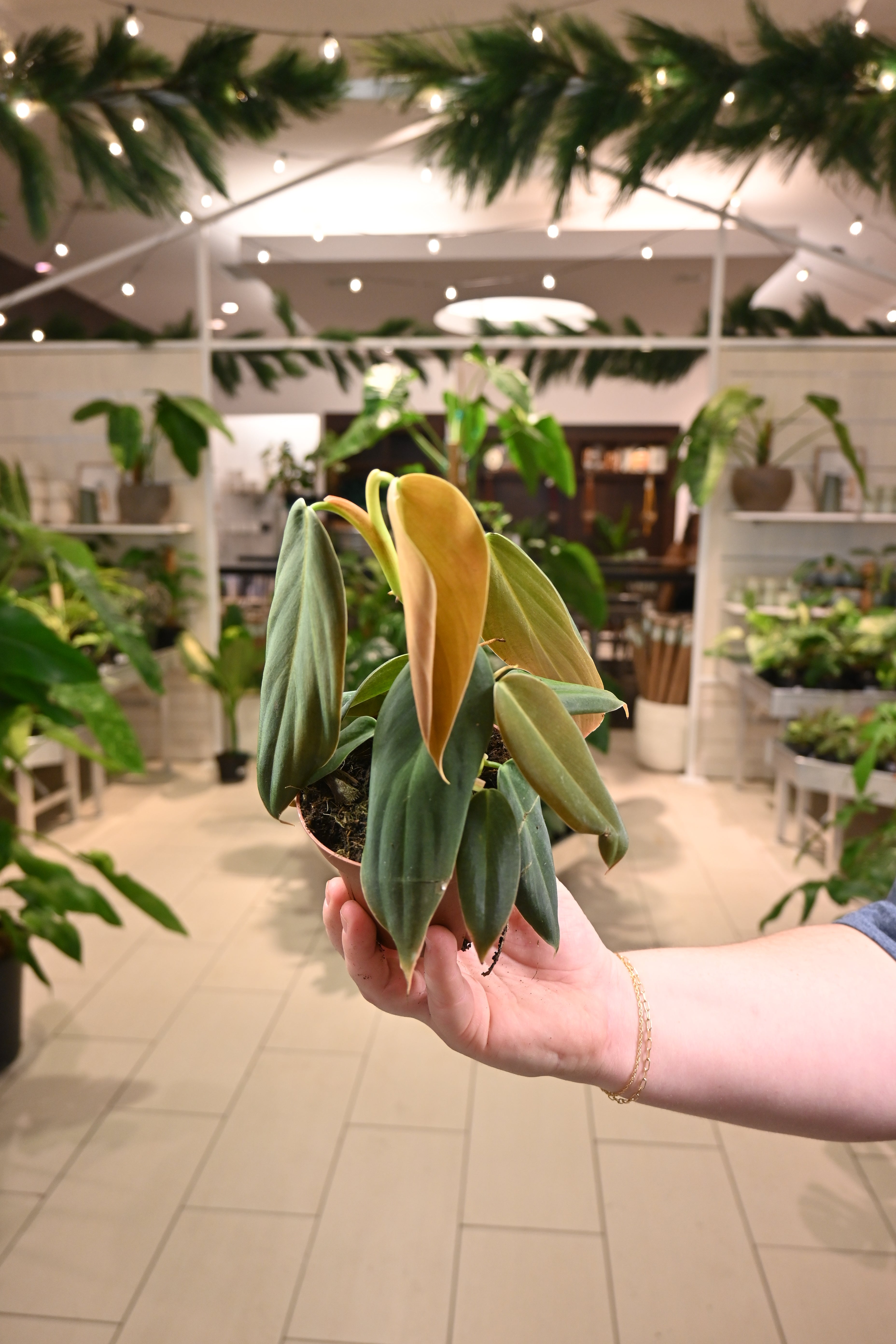 Philodendron Gigas | 2 Plants Per Pot | 4 inch pot offers