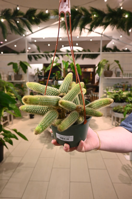 Monkey Tail Cactus