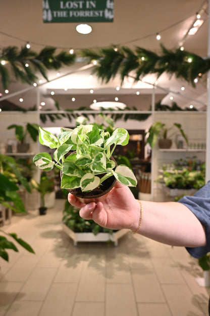 Pearls and Jade Pothos