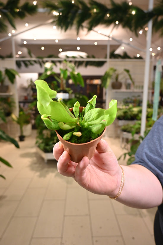 Pitcher Plant "Monkey Cup"