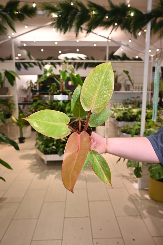 Philodendron Red Sun