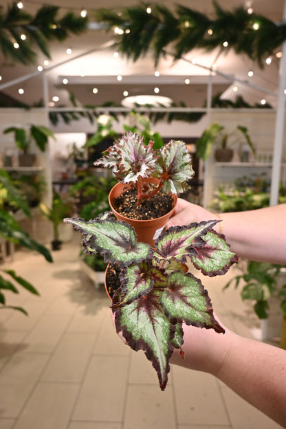 Assorted Begonia