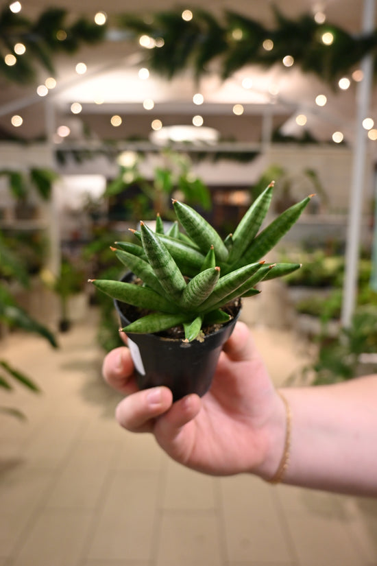 Sansevieria Mini Boncel