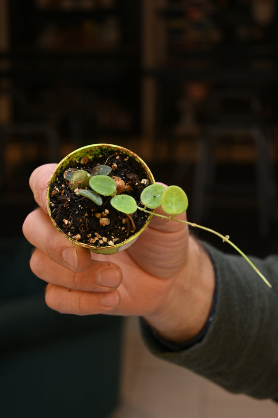 Hoya Serpens