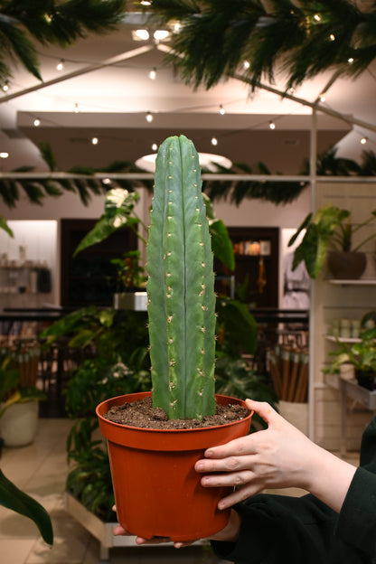 San Pedro Cactus