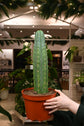 San Pedro Cactus