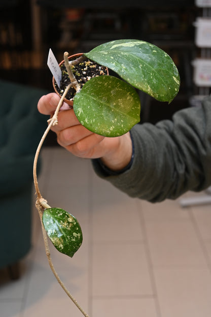 Hoya Michele Splash