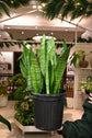 Sansevieria Zeylanica