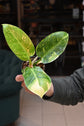 Philodendron Green Congo Variegated