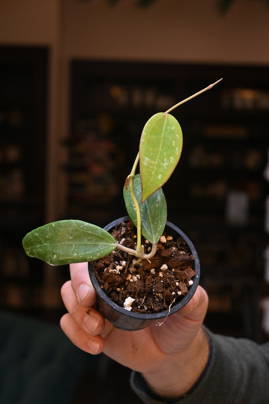 Hoya sp. EPC-209