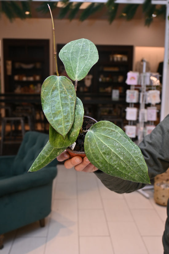 Hoya Clandestina