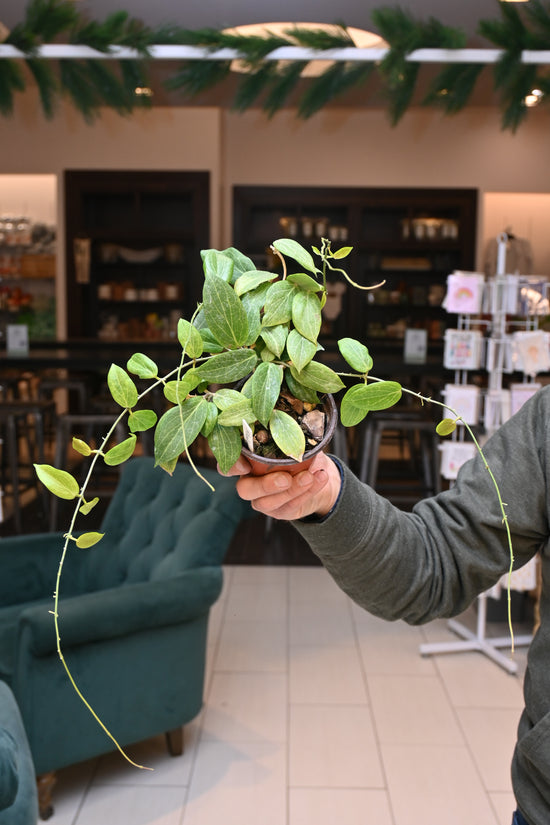 Hoya Fitchii