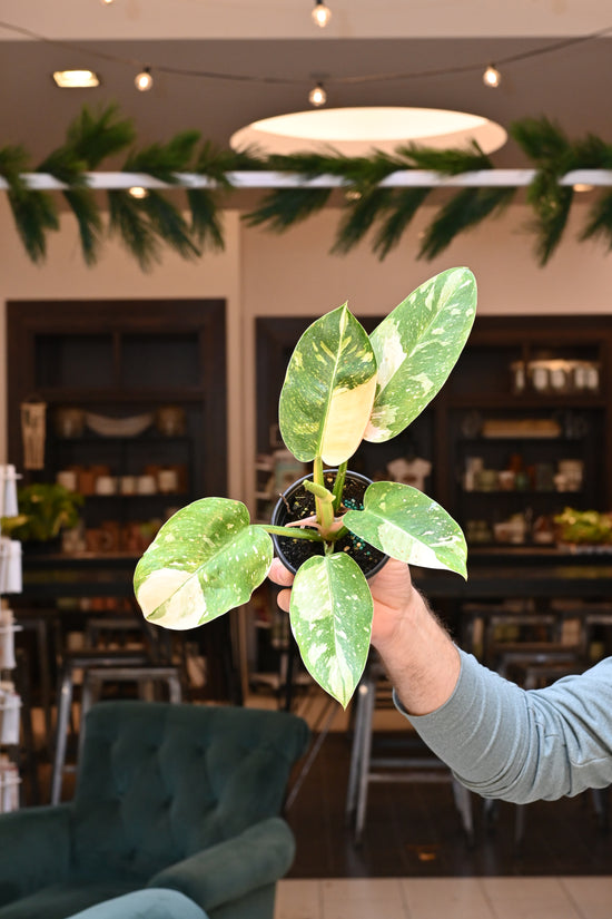 Philodendron Green Congo Variegated