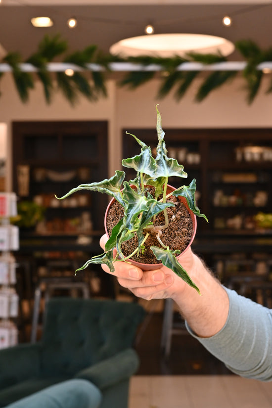 Alocasia Loco