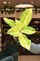 Aglaonema &