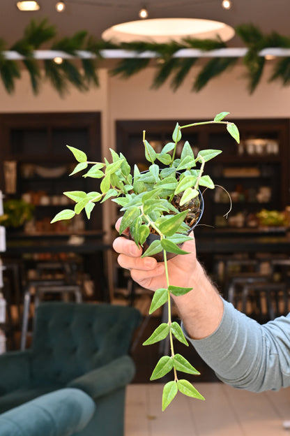 Hoya Bella