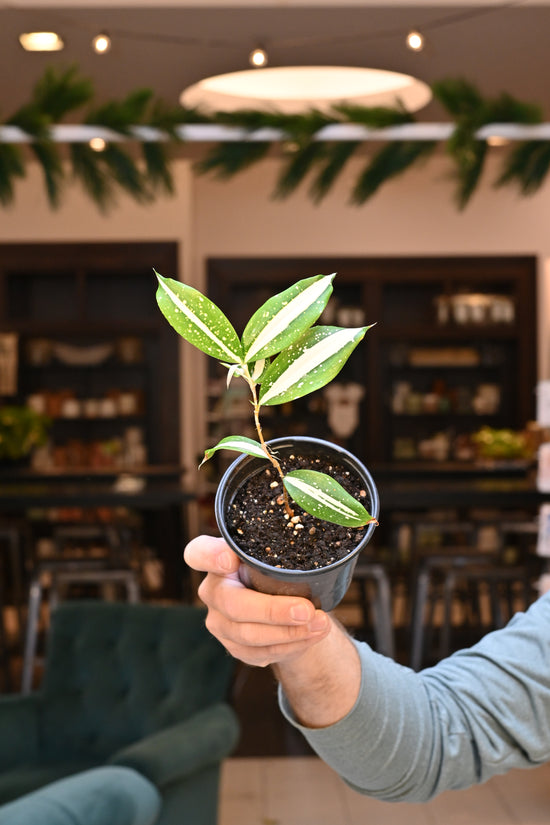 Dracaena Milky Way