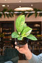 Monstera Peru Variegated