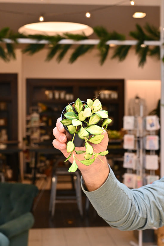 Hoya Heuschkeliana Variegated