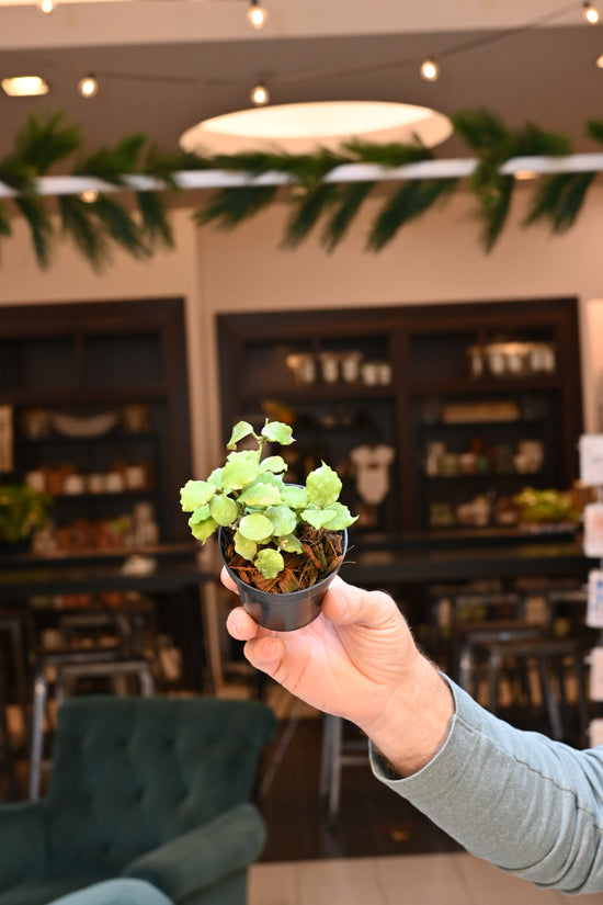 Hoya Endauensis