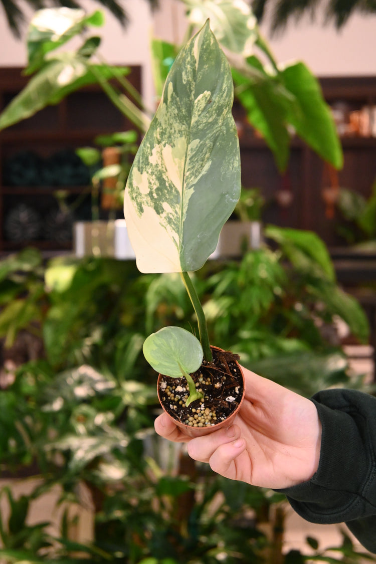 Philodendron Variegated Silver Sword – Lost in the Forrest