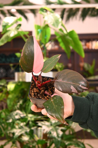 Pink Princess Philodendron Marble King