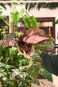 Pink Princess Philodendron Marble King