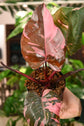 Pink Princess Philodendron Marble King