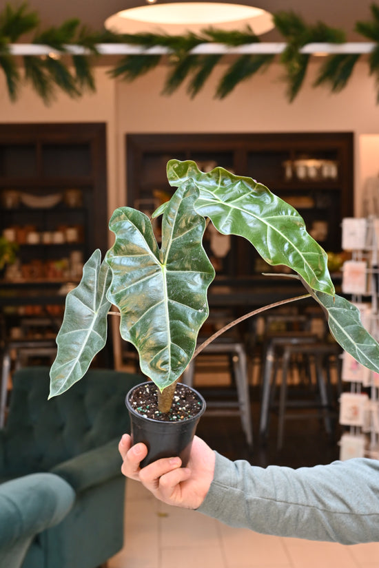 Alocasia Sanderiana