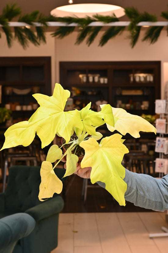 Philodendron Warscewiczii Aurea