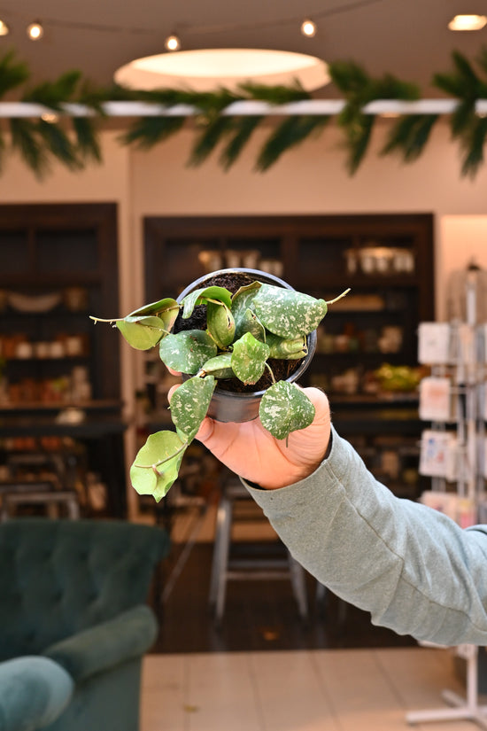 Hoya Imbricata