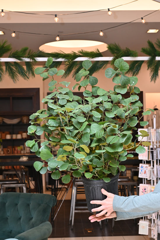 Ficus Mistletoe