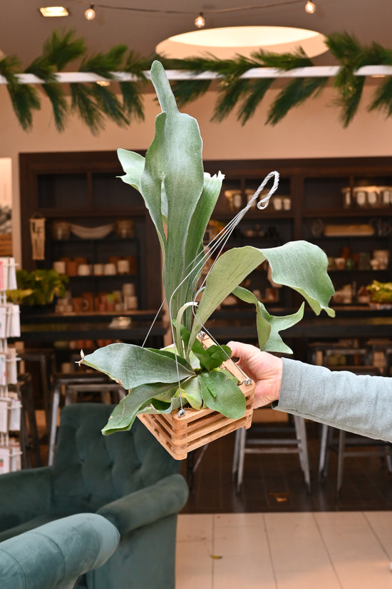 Staghorn Fern Crate