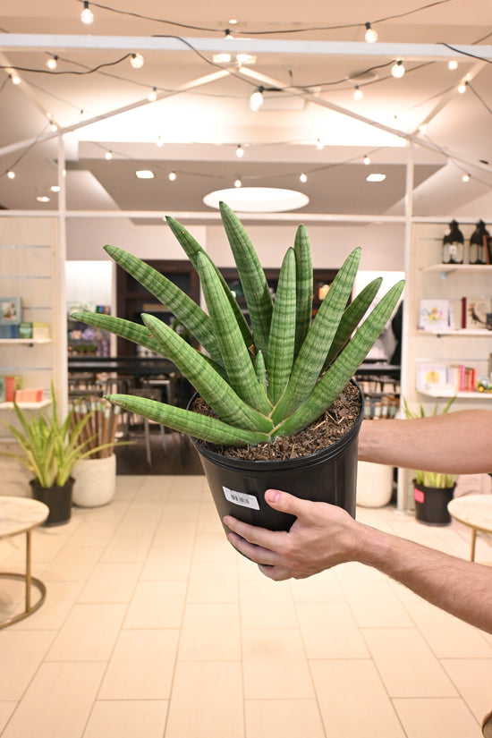 Sansevieria Starfish Boncel