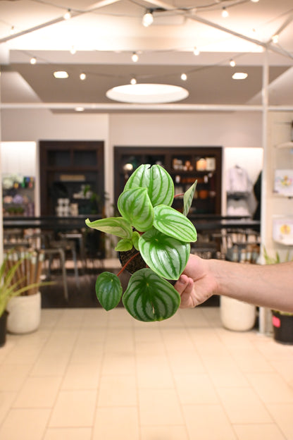 Peperomia Watermelon