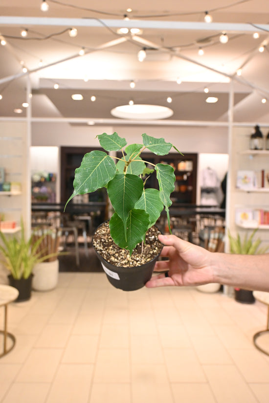 Ficus Religiosa (Bodhi Tree)